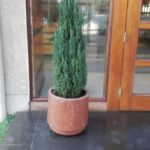 Mejoramiento de nuestra entrada